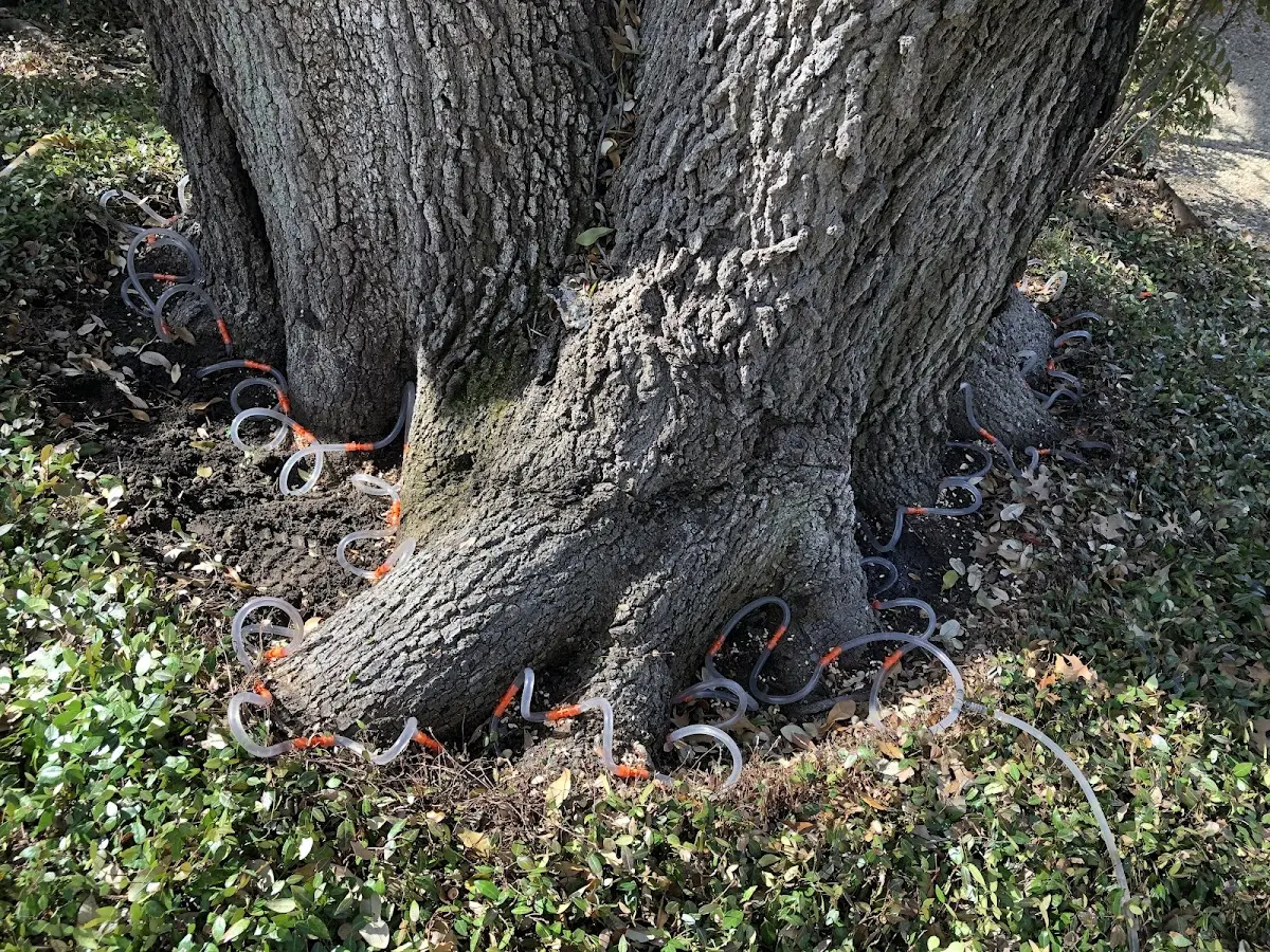 Detailed Tree Cabling and Bracing job site in La Grange Park