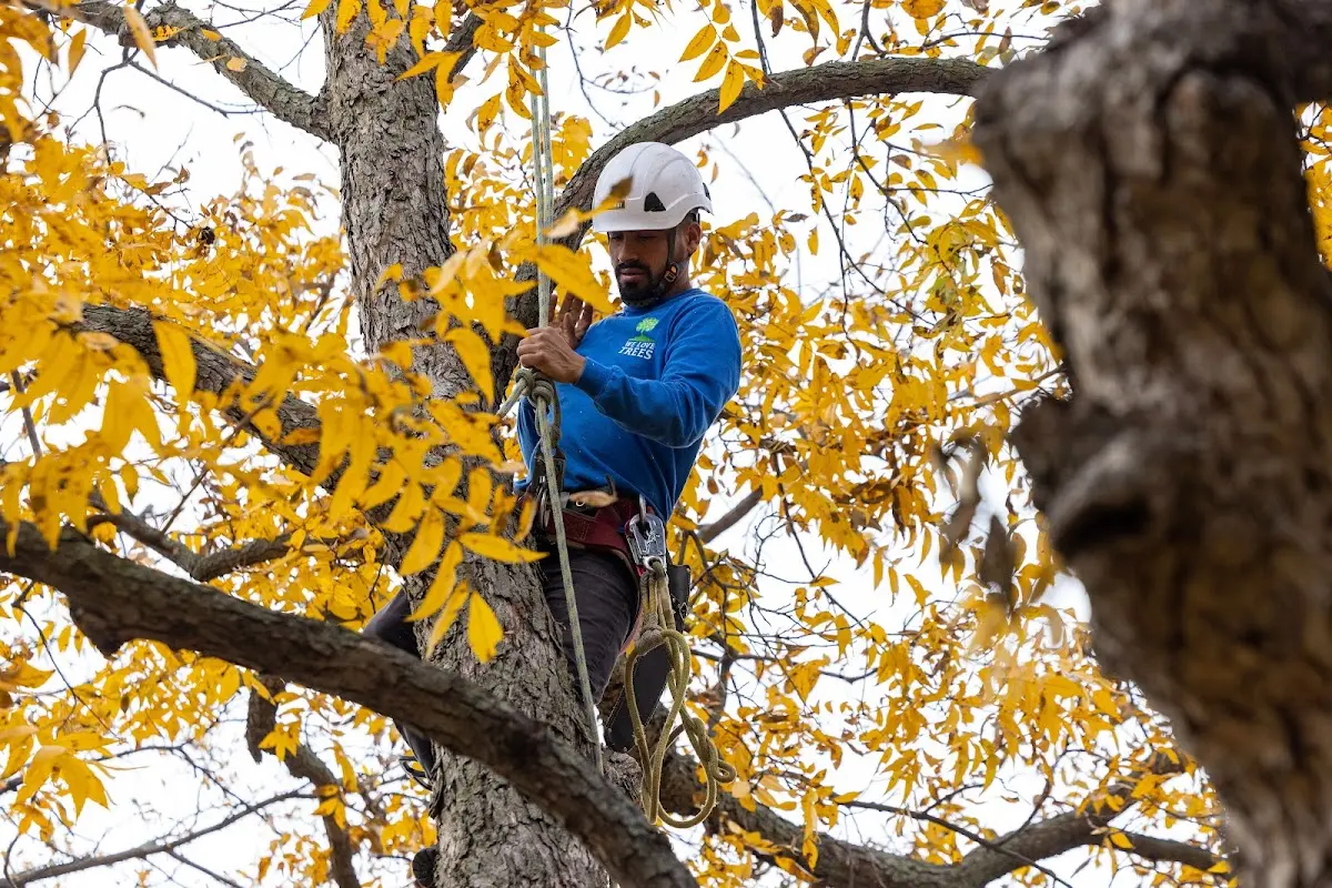 Skilled Tree Trimming crew working in La Grange Park