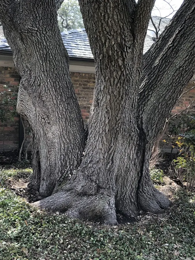 Mature heritage tree close to a La Grange Park property cared for by certified arborists